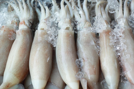 Fresh squid in the market