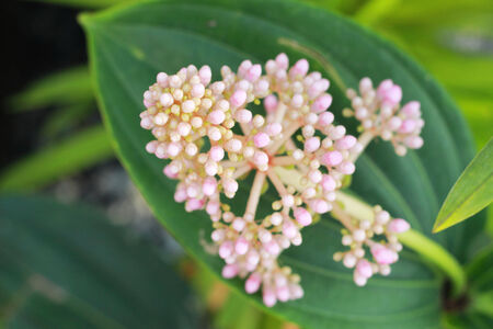 Close up of pink orchidの写真素材