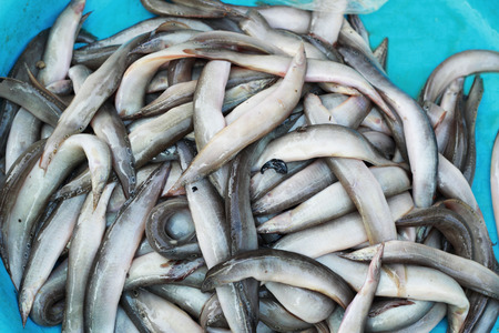 Fresh fish at the marketの写真素材