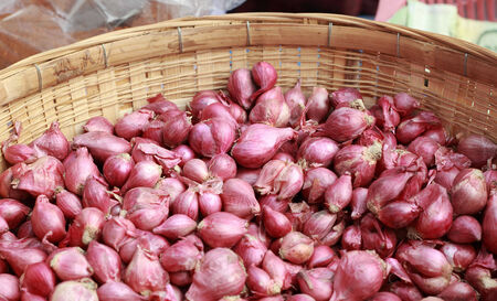Shallots - asia red onion in marketの写真素材