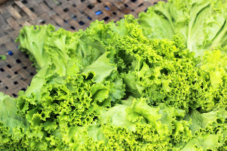 Fresh green lettuce in the market.