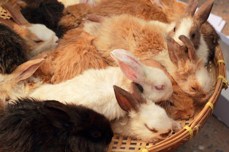 A lot rabbits for saleの写真素材