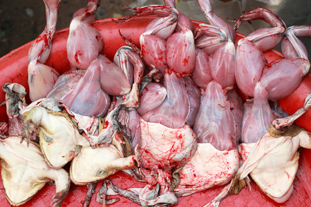 fresh frog meat in the market.の写真素材