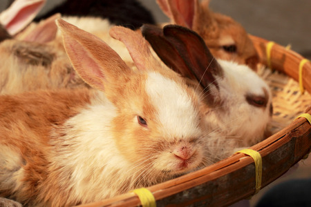 A lot rabbits for saleの写真素材