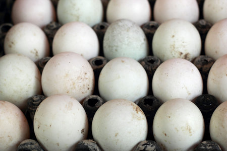 A lot of white eggs