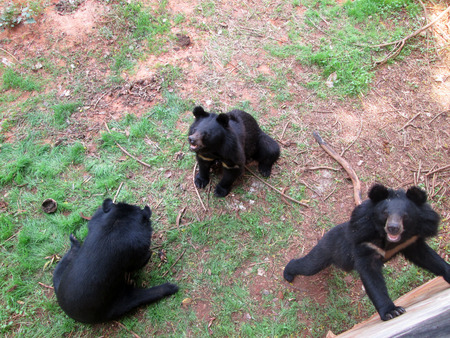 Bears herd in the natureの写真素材