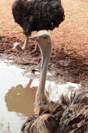Ostrich in the farm with natureの写真素材