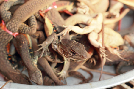 A lot iguana thailand for sale