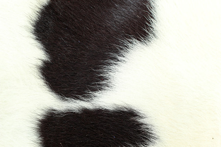 white and black background cow fur.の写真素材