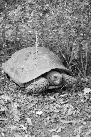 Crawling tortoise in the natureの写真素材