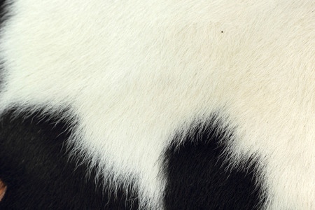 white and black background cow fur.の写真素材