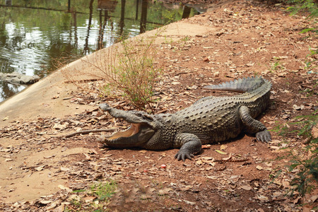 Crocodile in the nature - on the ground.の写真素材