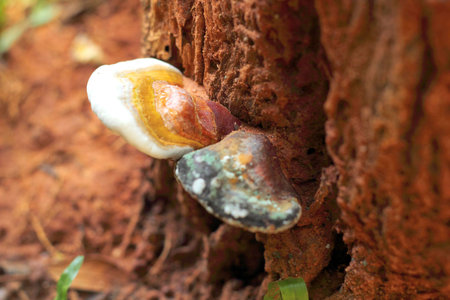 Ganoderma Lucidum - Ling Zhi Mushroom in nature
