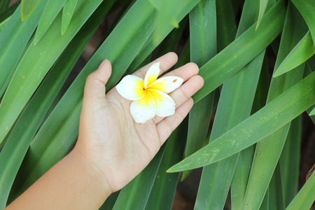 frangipani flower on handの写真素材