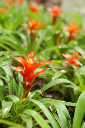 Bromeliad flowers in the gardenの写真素材