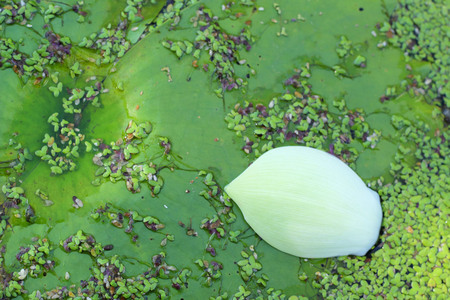 White lotus petals in the lotus pond. の写真素材