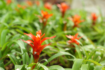 Bromeliad flowers in the gardenの写真素材