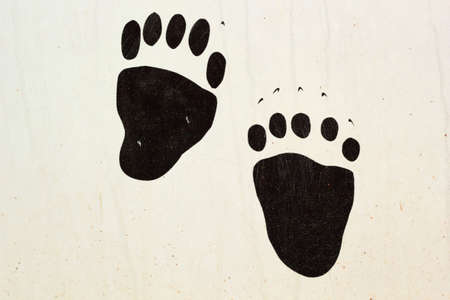 trace of the bear animal  drawn on a wooden textureの写真素材