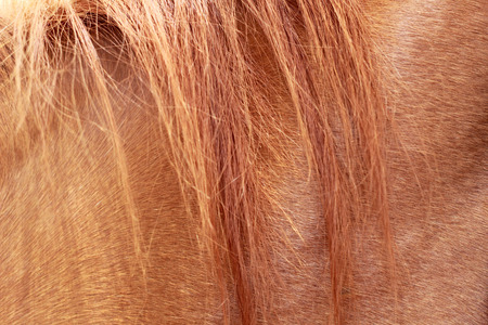 brown horsehair with background textureの写真素材