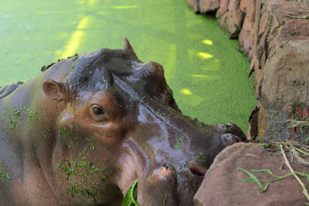 Hippo portrait in the natureの写真素材