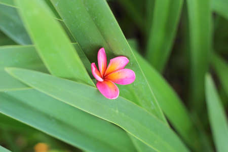 frangipani flower beauty in the natureの写真素材