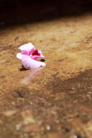 Pink orchid flowers on  groundの写真素材