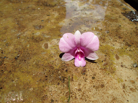 Pink orchid flowers on  groundの写真素材