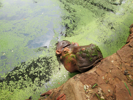 Hippo portrait in the natureの写真素材