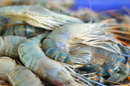 Fresh shrimp in the marketの写真素材