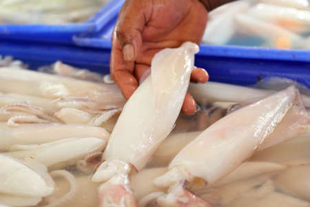 Fresh squid in the marketの写真素材