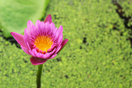 lotus pink purple in the natureの写真素材