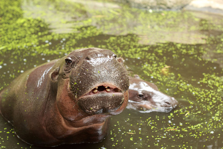 Hippo portrait in the natureの写真素材