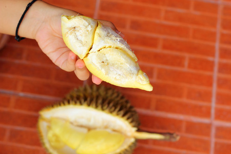 Durian fruit ripe for eaten in handの写真素材