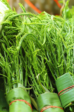 Acacia Pennata in Thai fresh marketの写真素材