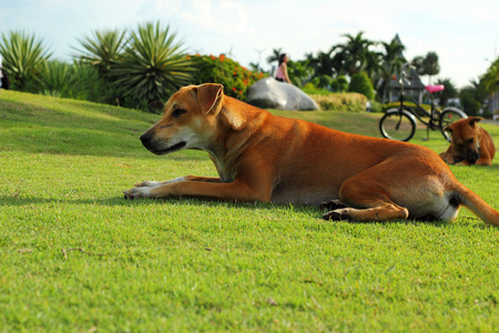 Brown dog on the green grass.の写真素材