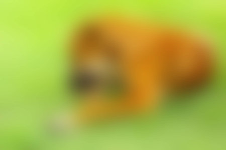 Blurred brown dog on the green grass.の写真素材