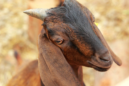 Close-up goat in the natureの写真素材