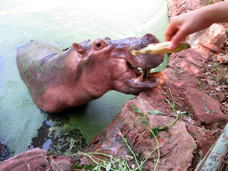 Hippo portrait in the natureの写真素材