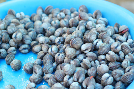 Fresh cockles at the marketの写真素材