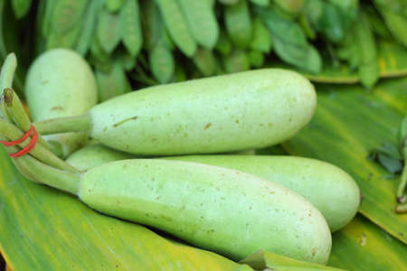 Fresh vegetables - green hatch in the market.の写真素材