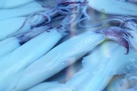 Fresh squid in the marketの写真素材