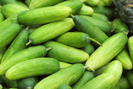 Fresh cucumber in the marketの写真素材