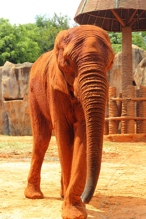 african elephant in the natureの写真素材