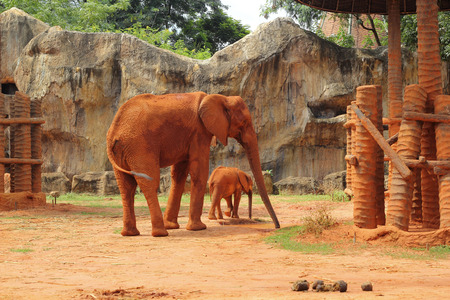 A baby and mother african elephantの写真素材