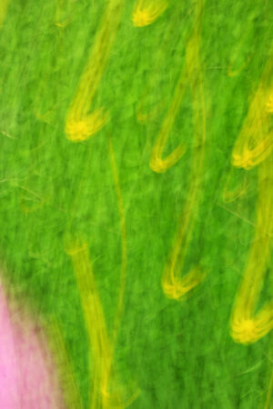 blurred light flowers - background beautyの写真素材