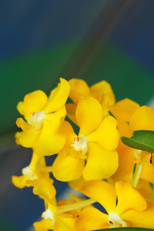 yellow orchid flowers in the natureの写真素材