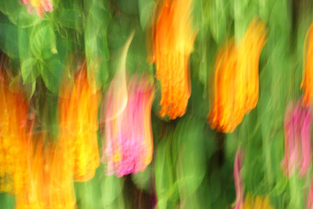 blurred light trails background textureの写真素材