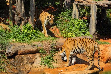 Tigers in zoos and nature