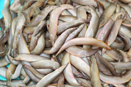 Fresh fish - in the marketの写真素材