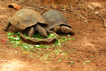 Turtles crawling in the natureの写真素材